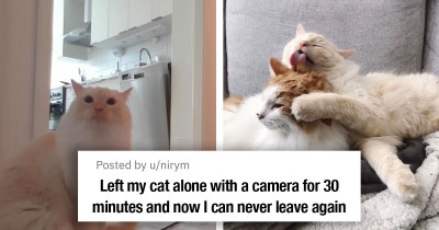 Cat Is Left Alone With A Camera For 30 Minutes And The Resulting Video Is Honestly Heart-Wrenching