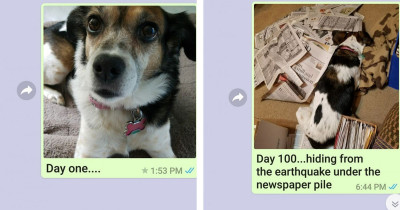 While Studying Abroad, Boy's Mom Sends Wholesome Updates Of His Dog Daily