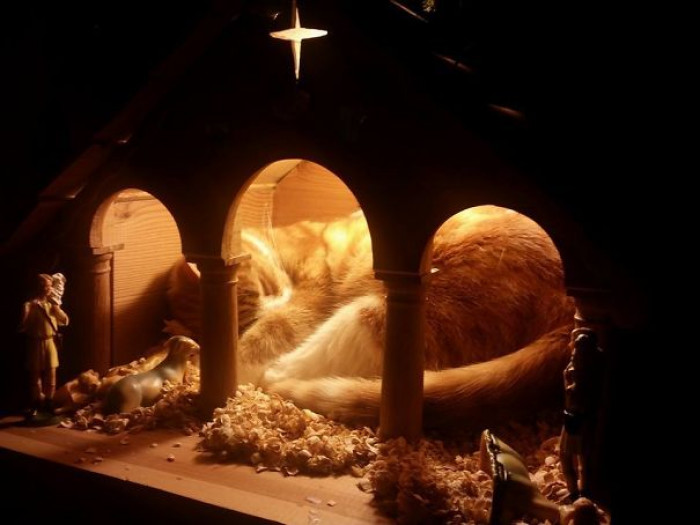 14. "The Jesus In Our Crib Is A Bit Fat, Furry, And Pointy-Eared... But Undeniably Cute!"
