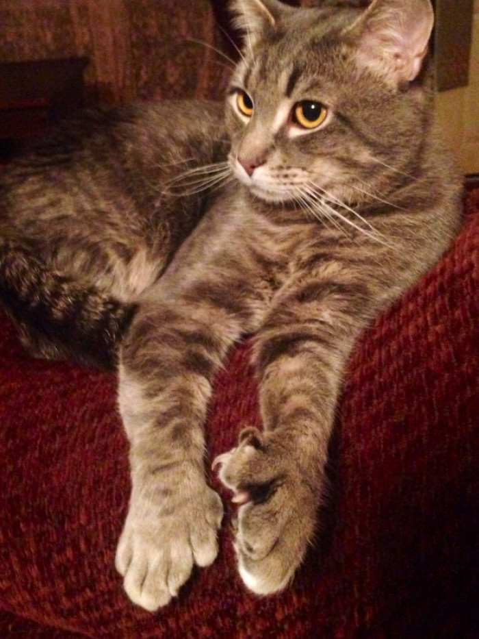 Does it make them look more human?