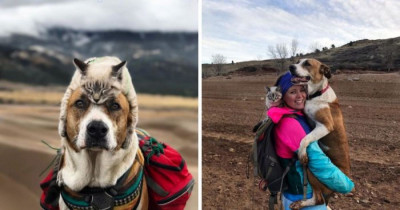 Meet The Dog And Cat Couple Who Loves To Go Hiking With Their Humans