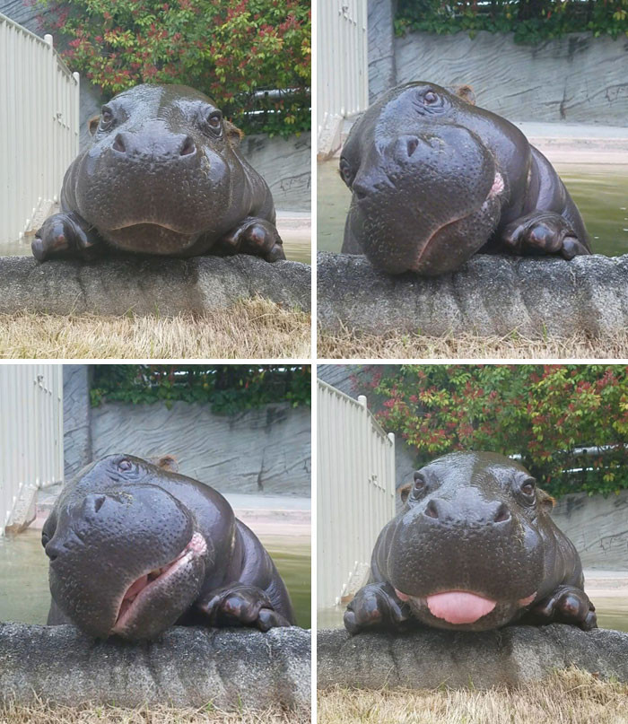 23. We Need More Baby Hippos