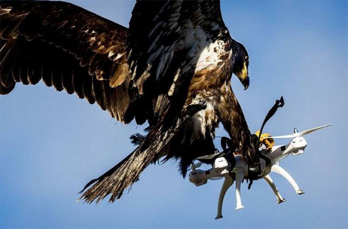 1. An eagle destroying a drone. It's the only one who can rule the skies.