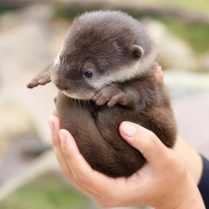 36. A Baby Otter-Ball