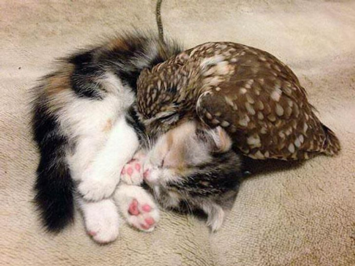 5. I never though I'd see an owl and a kitten cuddling together. Cuteness overload.