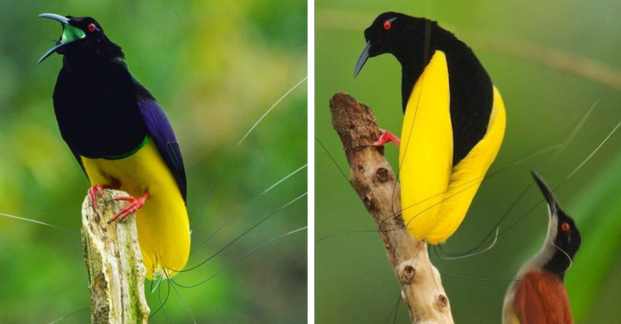 These are male and female twelve-wired bird-of-paradise.