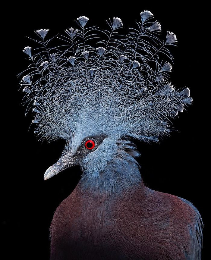 12. Victoria Crowned Pigeon