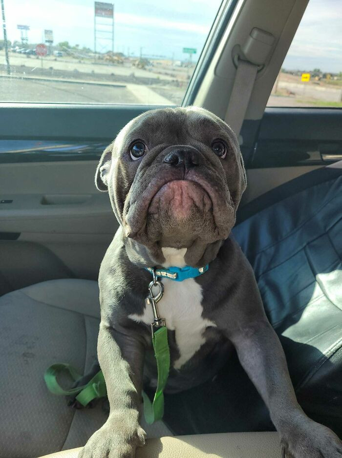 27. "The Sad Face He Gives Me When He Can't Sit In My Lap While I Drive"