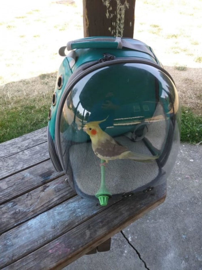 A pet carrier backpack designed for taking your pet on an adventure.