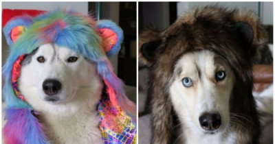 These Siberian Husky Dogs Who Dress Up In Cosplay Will Make Your Day