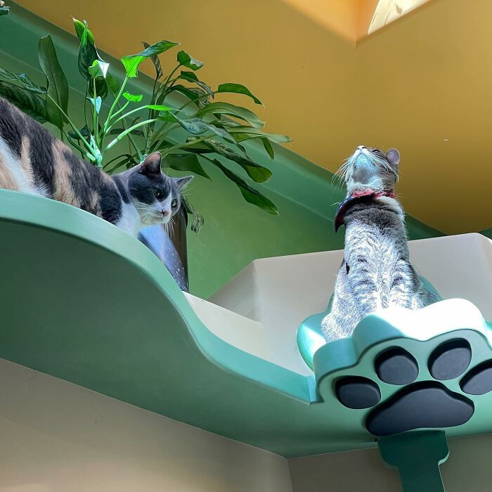 There are also many high spots around that we all know cats love to perch on.