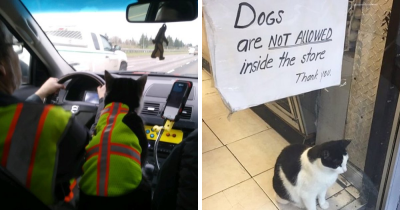 People on Twitter Show Off Their Cats That Go To Work Along With Them And We're Pretty Jelly
