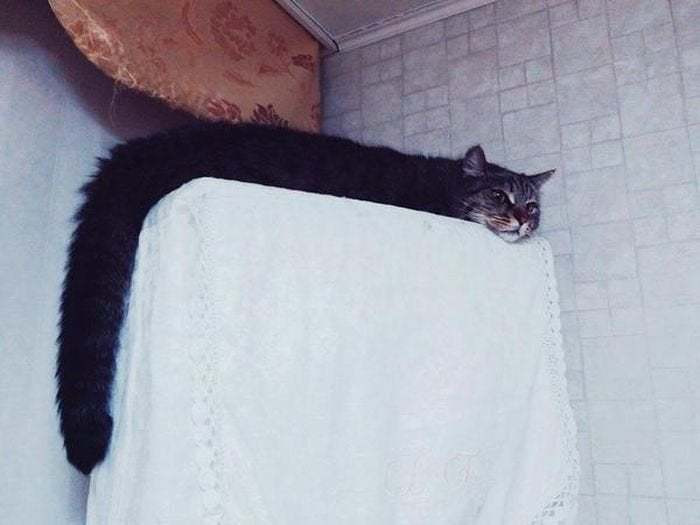 2. "Meet Manasha, The World's First Longcat Loaf"