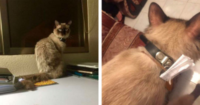 Kitty Returns Home With A Message On His Collar That Uncovered His Secret Double Home Life