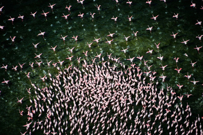 Beautiful formation of Flamingos