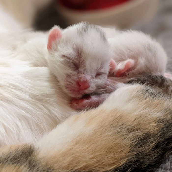 As for the older kittens, they were adopted together.