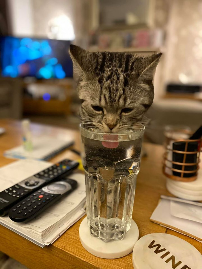 1. “This is my glass of water, this is my house, this is not my cat drinking my water in my house, this is my neighbor’s cat Ted!”
