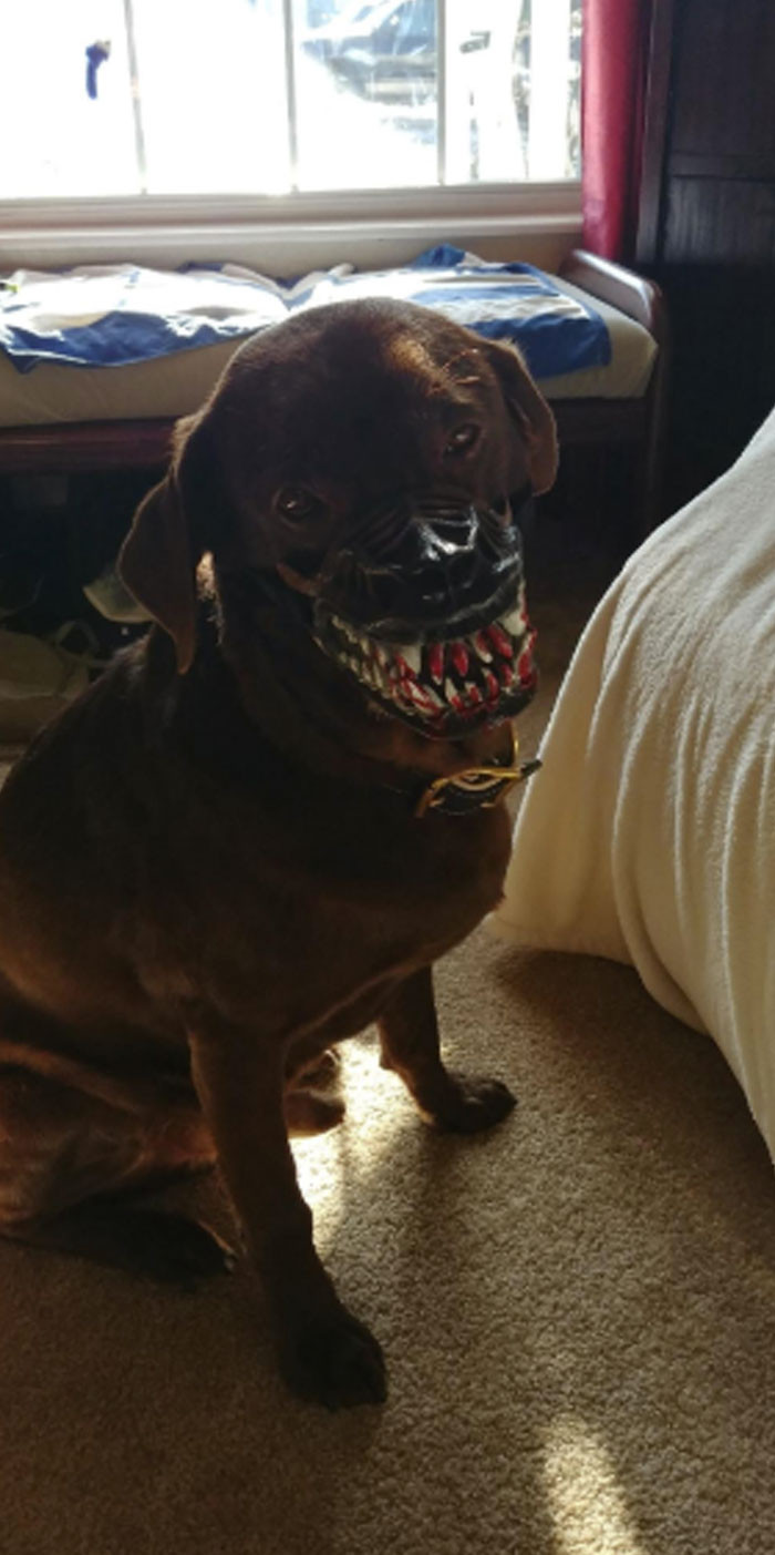 This dog muzzle is terrifying, This dog muzzle is terrifying 😱💀