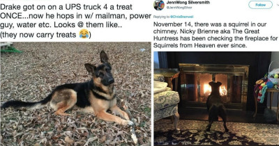 Dogs Who Prove That Their Memories Are Almost As Good As An Elephant's