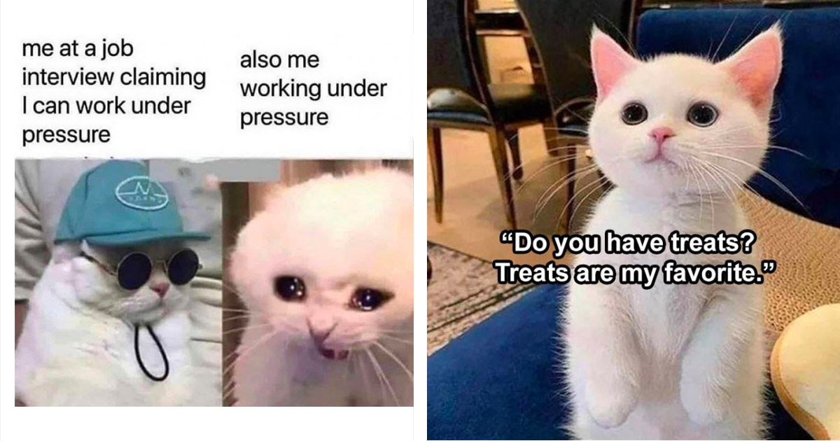Cat Memes That Only Cat Lovers Will Understand Cat Memes That Only Cat Lovers Will Understand