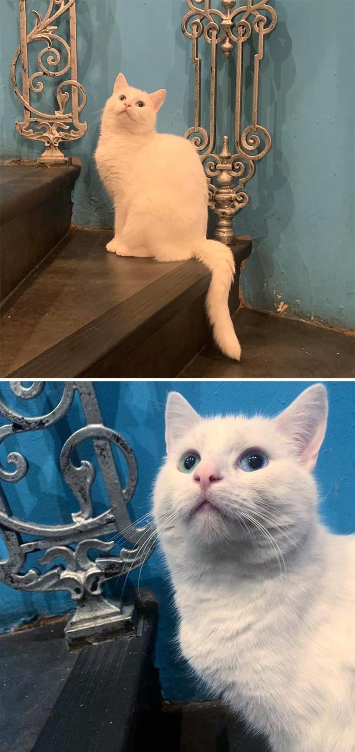 "My Stairs. Not My Cat. The Eyes"
