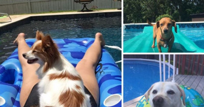 Doggos That Aren't Afraid To Cool Down in The Pool