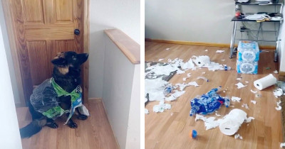 Naughty Dog Shredded This Woman's Stockpile Of Toilet Paper During Isolation