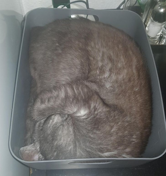17. “She claimed this box, and it’s the perfect fit for her.”
