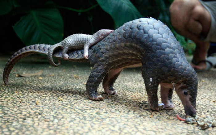 3. Baby Pangolin resting on its mama's tail