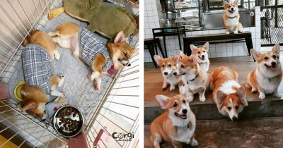 Woman Ends Up With Surprise Litter of Corgis, So She Starts a Corgi Cafe
