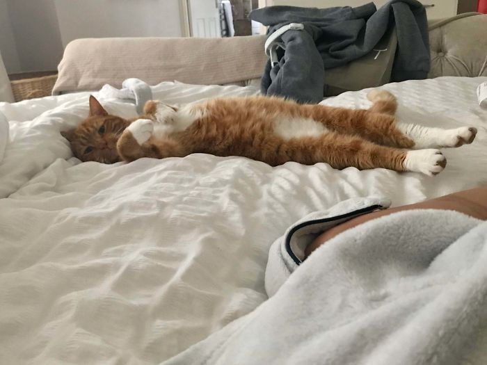 6. "Welcome Mr. Tiggs! My Wife Adopted Him As His Previous Owner Wanted Him Gone. Mr. Tiggs Has Made Himself Feel Quite At Home On My Bed"