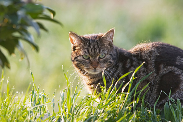 Harsh New Cat Control Laws Surface In Australia And Will Cause a Lot Of ...