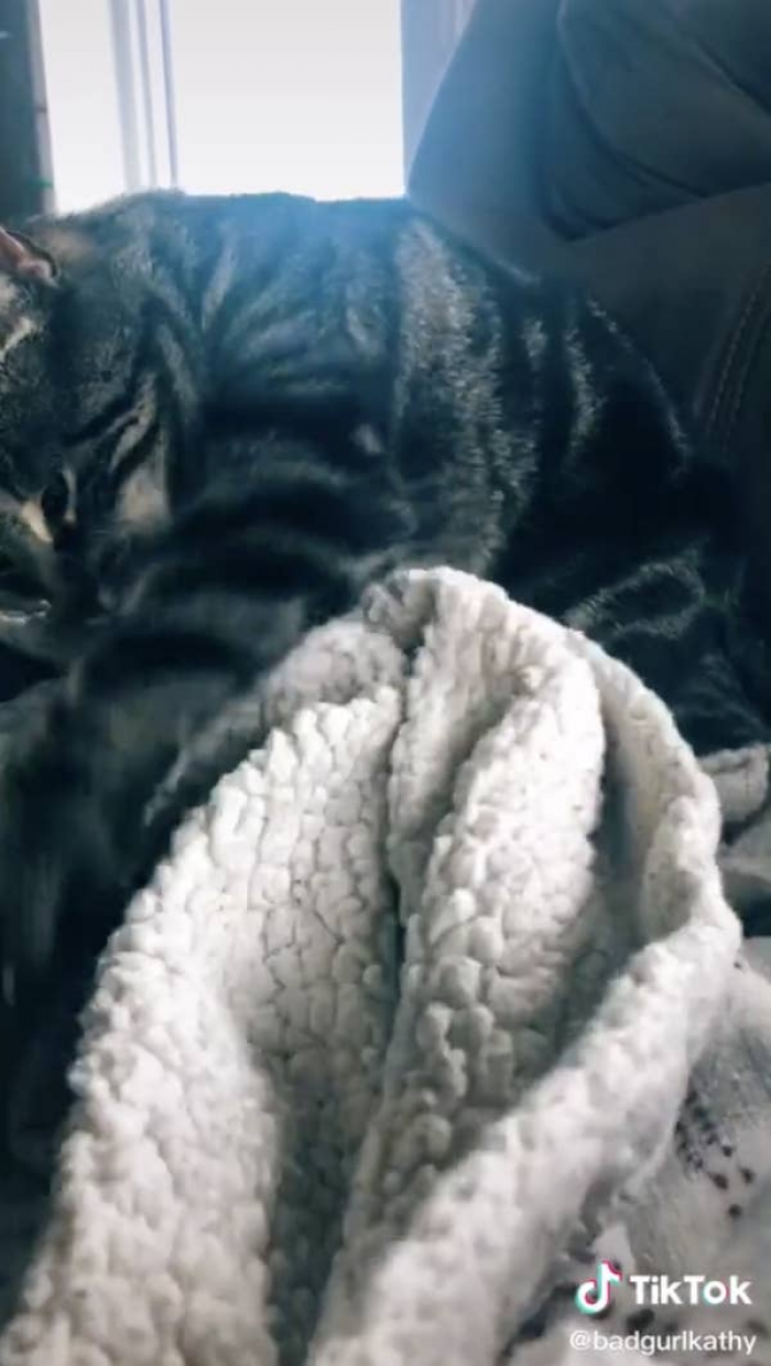 Cats Protect Eggs In This Adorable TikTok Challenge You Need To See
