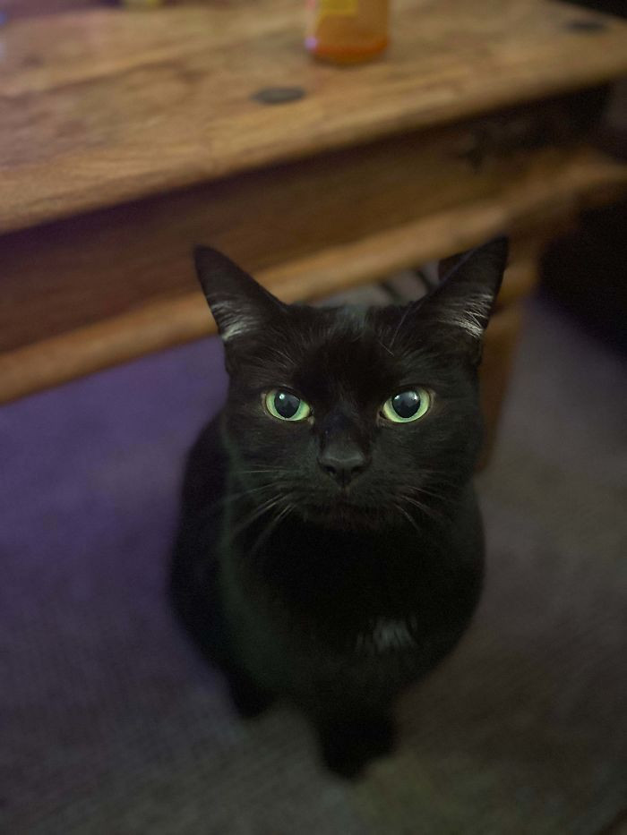 7. "Suki Was In Care For 8 Years Before I Adopted Her, And I Couldn’t Love This Little Goblin More."