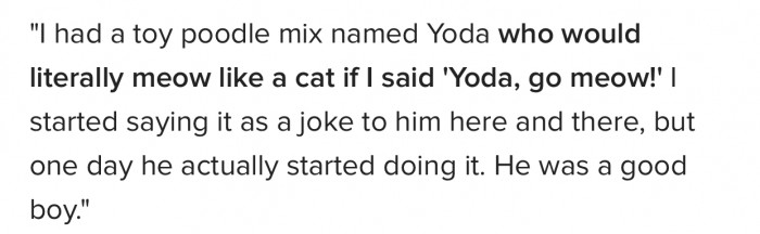 7. A toy poodle named Yoda.