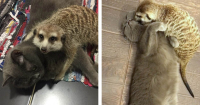 These Pictures Of A Kitty And A Meerkat Cuddling Are All You Need To Get You Through The Day