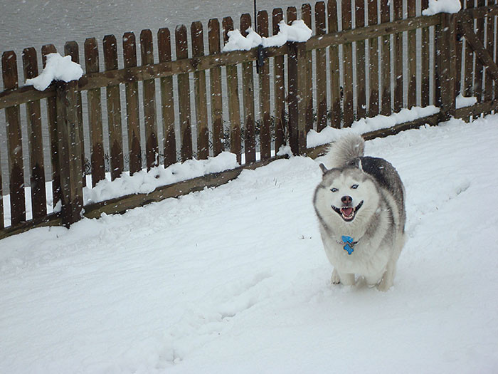 #6 8-year-old Siberian Husky finally in his element!