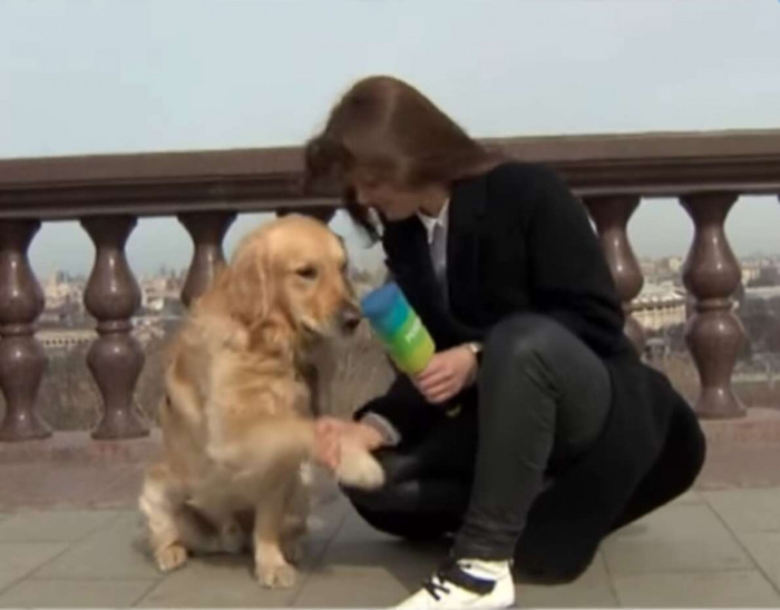 Reporter reacts as the puppy steals the microphone mid-interview on camera