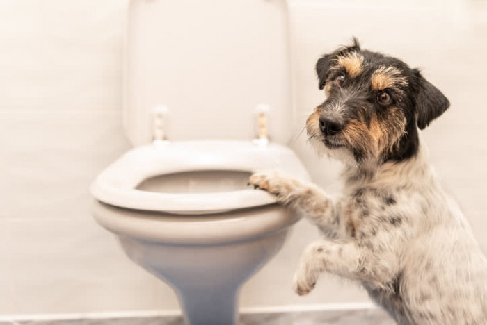 Drinking out of the toilet? Really?