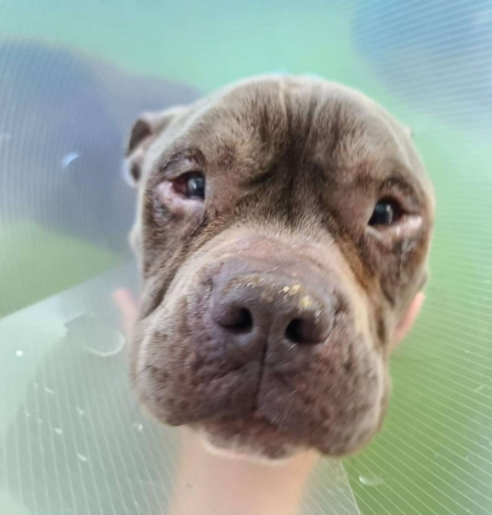 “He’s receiving so much love around the clock,” Roman said.