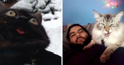 10+ Truths All Cat Owners Learn Eventually