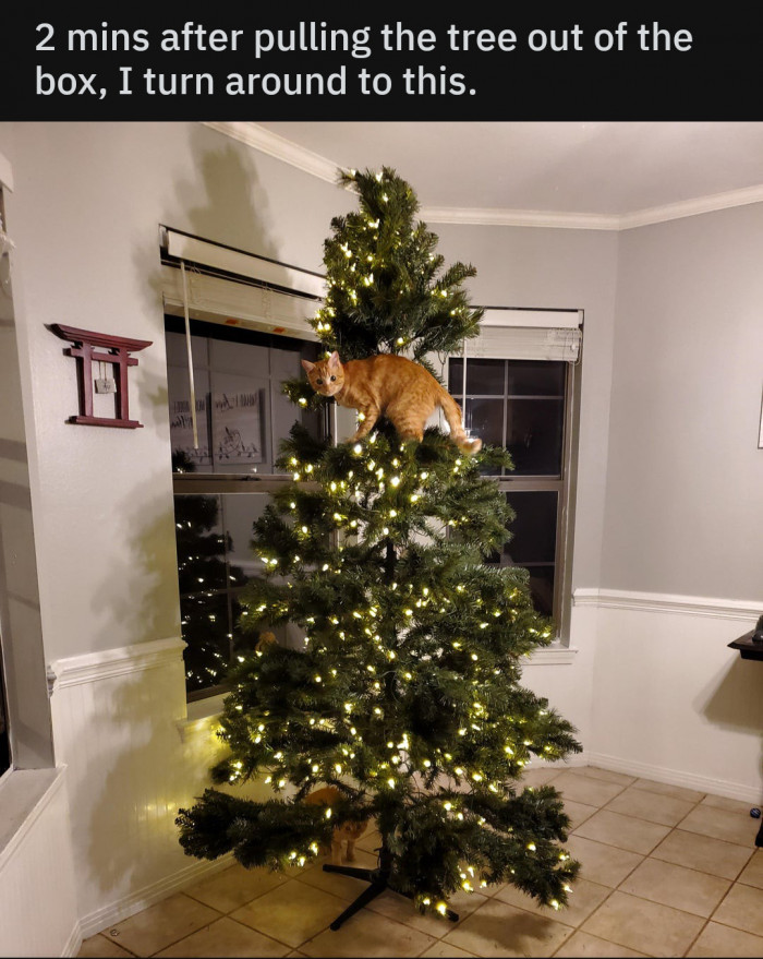 Cat with a displeased expression, captioned “What kitty doesn't like.”