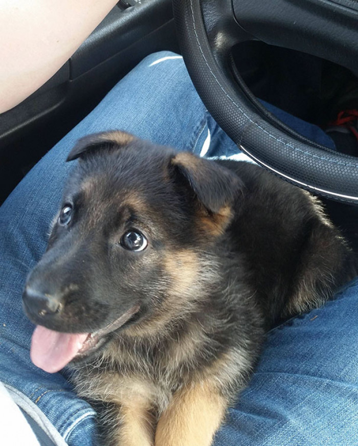 #34 Such an innocent face! Nova, a German Shepherd pup!