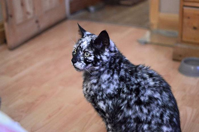Rare Skin Condition Turns 19-Year-Old Black Cat's Fur Into A Masterpiece