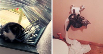 Naughty Cats Show How They Rule Our Houses No Matter What