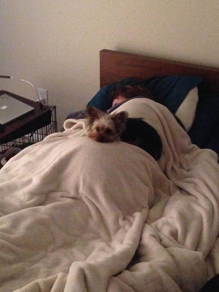 Hospital therapy dog brings a toy to comfort an unwell girlfriend