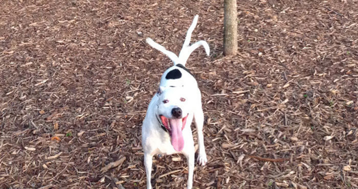 It's Reverse Cerberus!