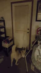 "How My Dog Greets Me When I Get Home from Work"
