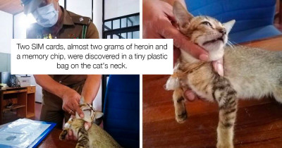 Cat That Was Caught Smuggling Drugs Escapes From A Maximum Security Holding Cell