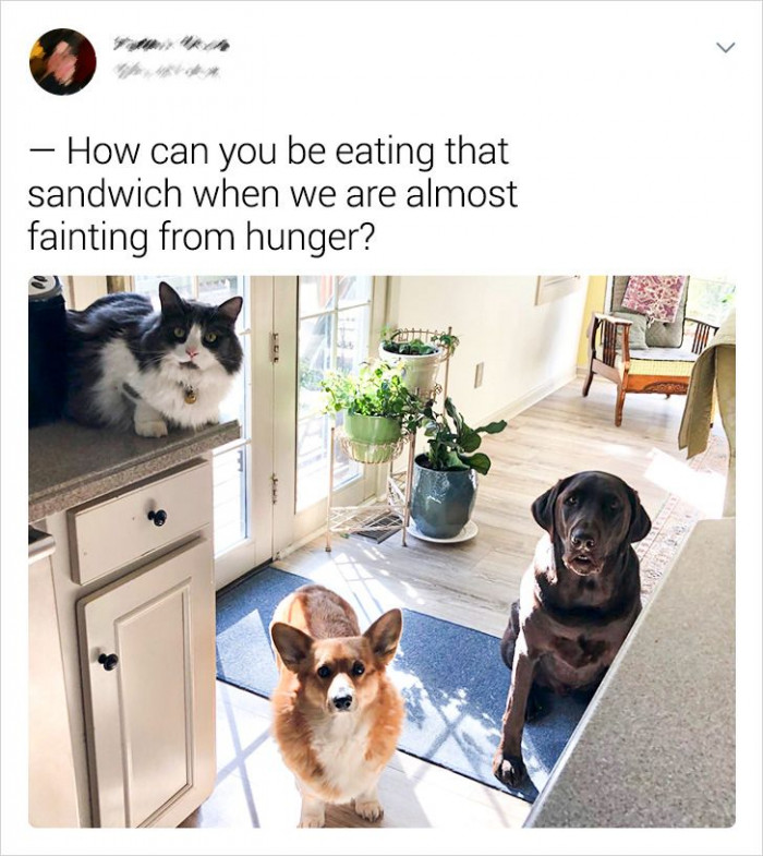 10. Dogs and a cat holding a protest